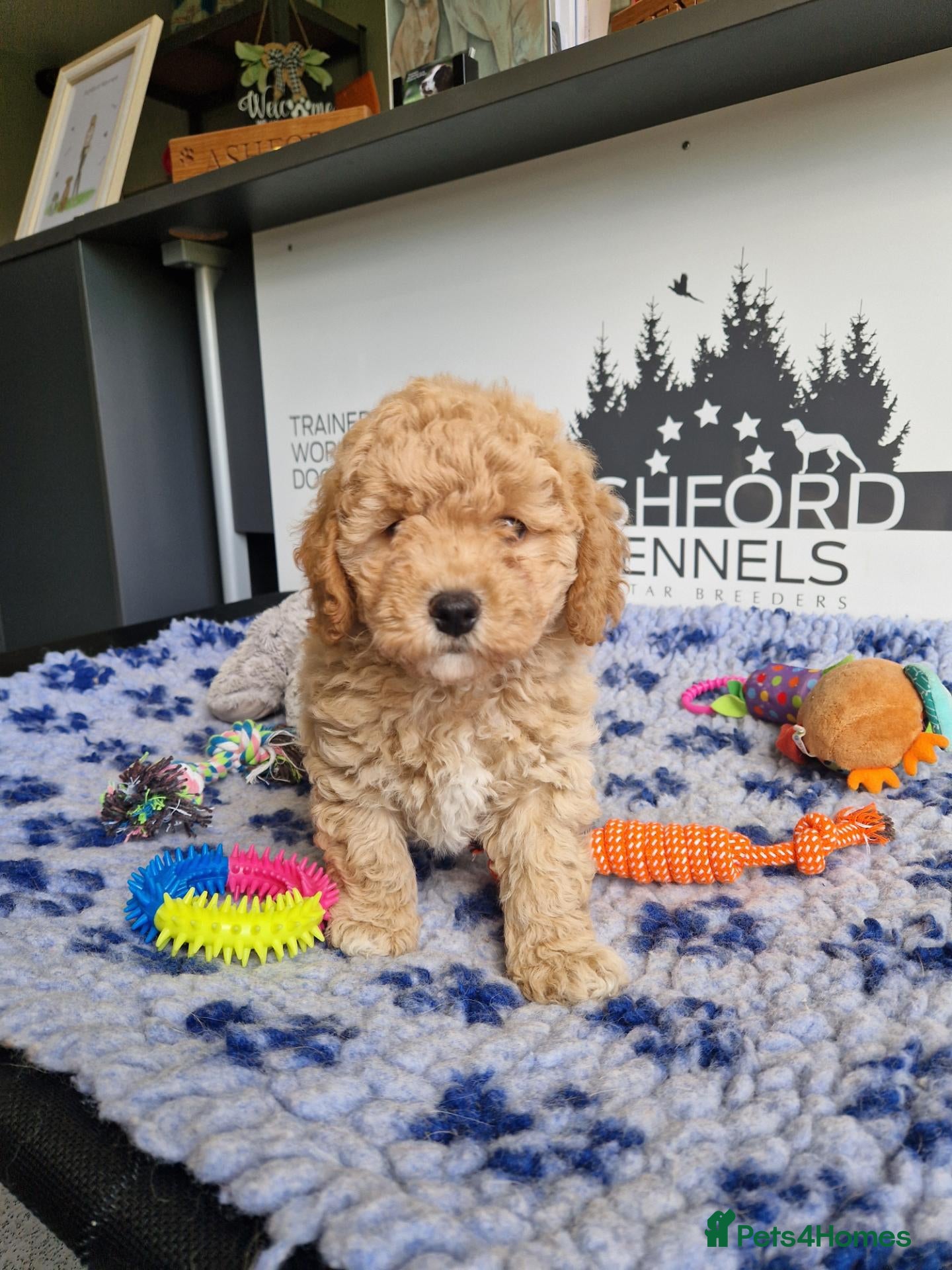 Poochon dogs 💥STUNNING CREAM F1 H/TESTED POOCHON BOYS 💥 - Advert 5