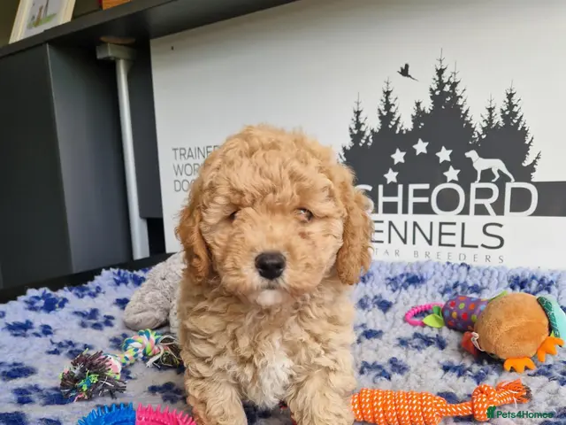 Poochon dogs 💥STUNNING CREAM F1 H/TESTED POOCHON BOYS 💥 - Advert 2