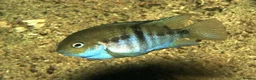 Cichlids fish for sale: T bar cichlid  - Advert 1