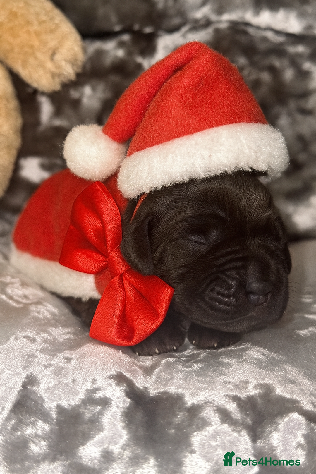 Cane Corso dogs for sale: Purebred Cane Corso  - Advert 19