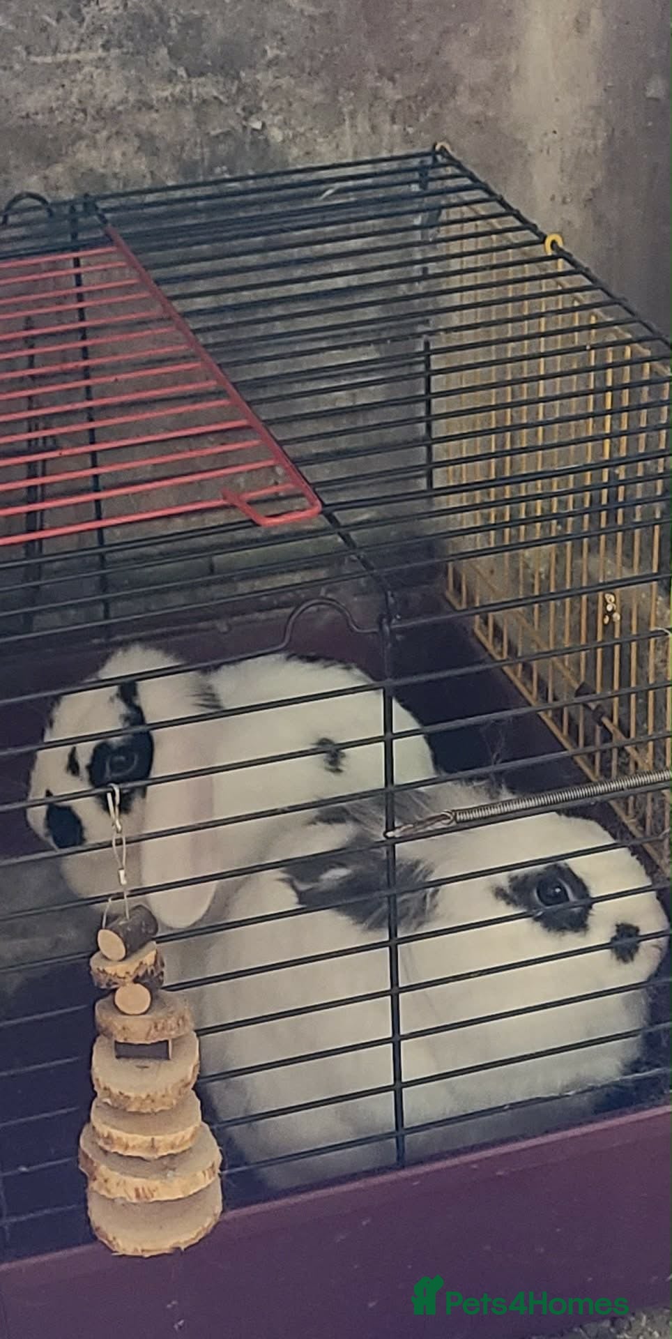 Mixed Breed rabbits Pair of rabbits  - Advert 4