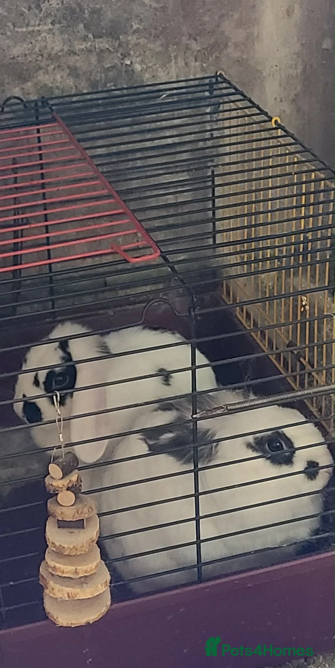 Mixed Breed rabbits for sale: Pair of rabbits  in Goole - Advert 1