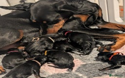 Dobermann dogs for sale: Top Quality Pedigree Dobermanns – Black & Tan - Advert 1