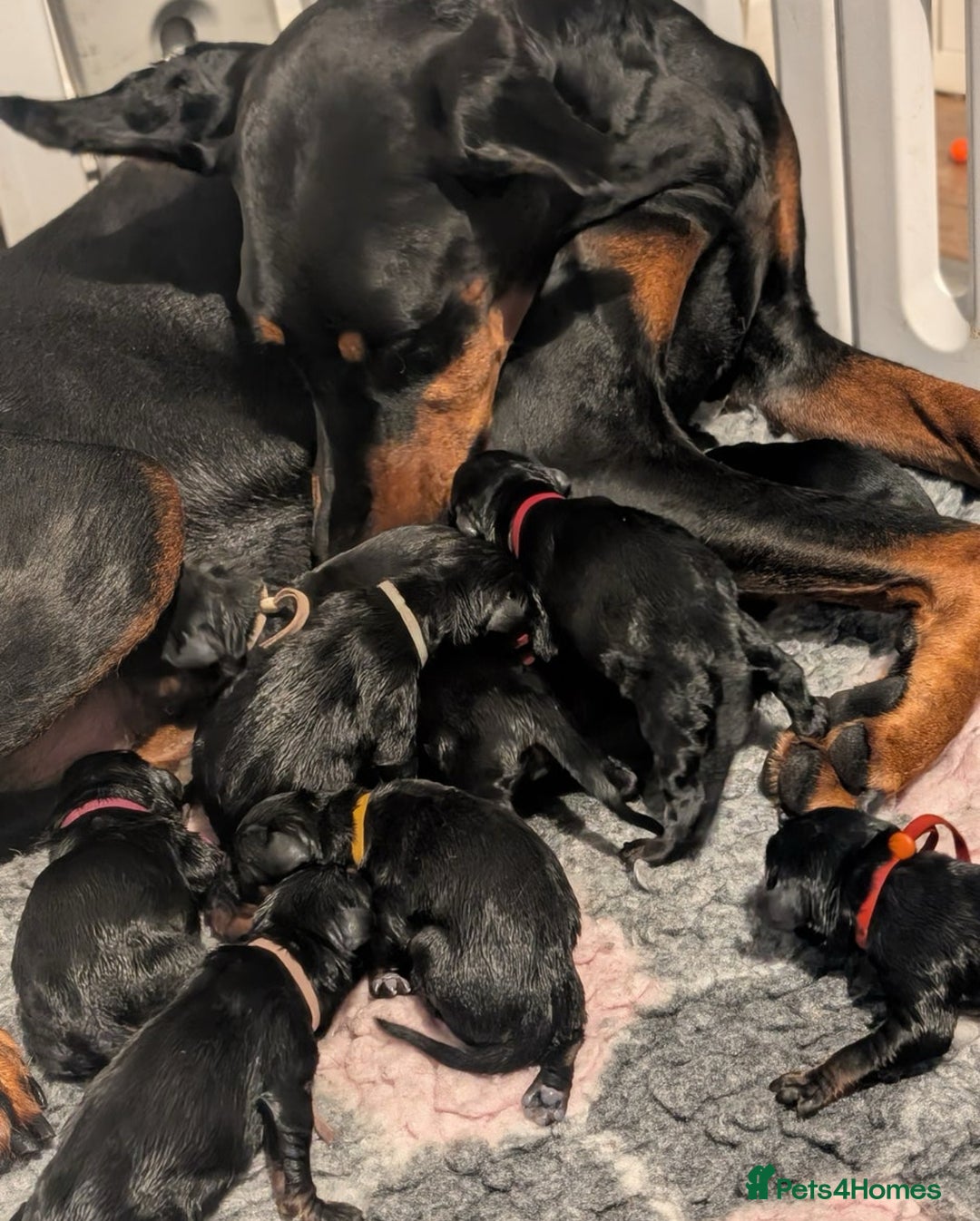 Dobermann dogs for sale: Top Quality Pedigree Dobermanns – Black & Tan - Advert 1