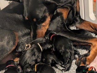 Dobermann dogs Top Quality Pedigree Dobermanns – Black & Tan - Advert 17