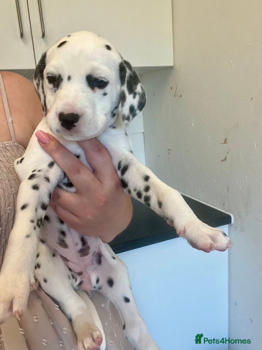 Dalmatian dogs for sale: 🐶 Stunning Dalmatian Puppies Ready 28th August 🐶 - Image 40