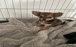 Chihuahua dogs for sale: girl chihuahua pup - Advert 4