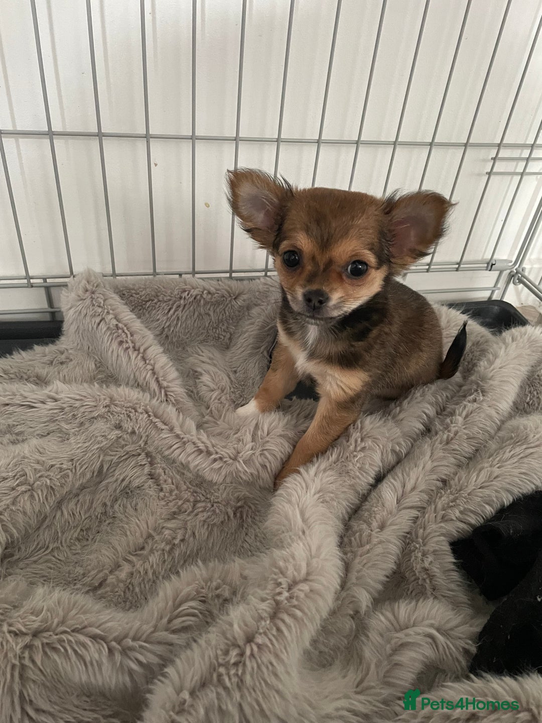 Chihuahua dogs for sale: girl chihuahua pup - Advert 4