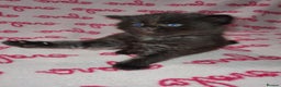 Maine Coon cats for sale: Last kitten available  - Advert 8