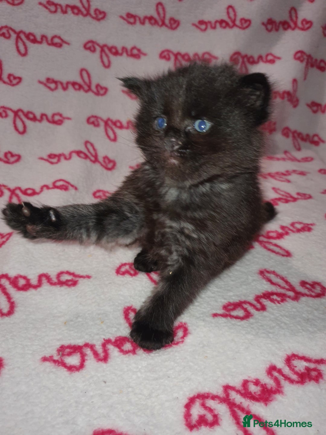 Maine Coon cats for sale: Last kitten available  - Advert 8