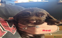 Cocker Spaniel dogs for sale: Cocker spaniel puppies - Image 9