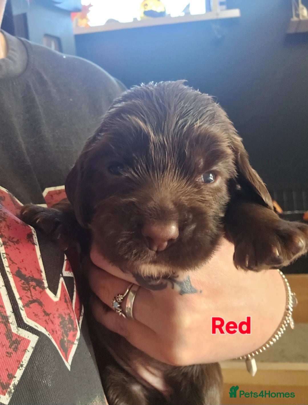 Cocker Spaniel dogs for sale: Cocker spaniel puppies - Image 9