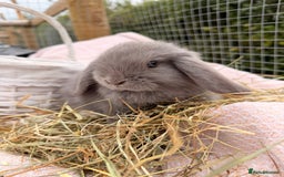 Mini Lop rabbits for sale: Pure mini lops, otters, grey, blue - Advert 5