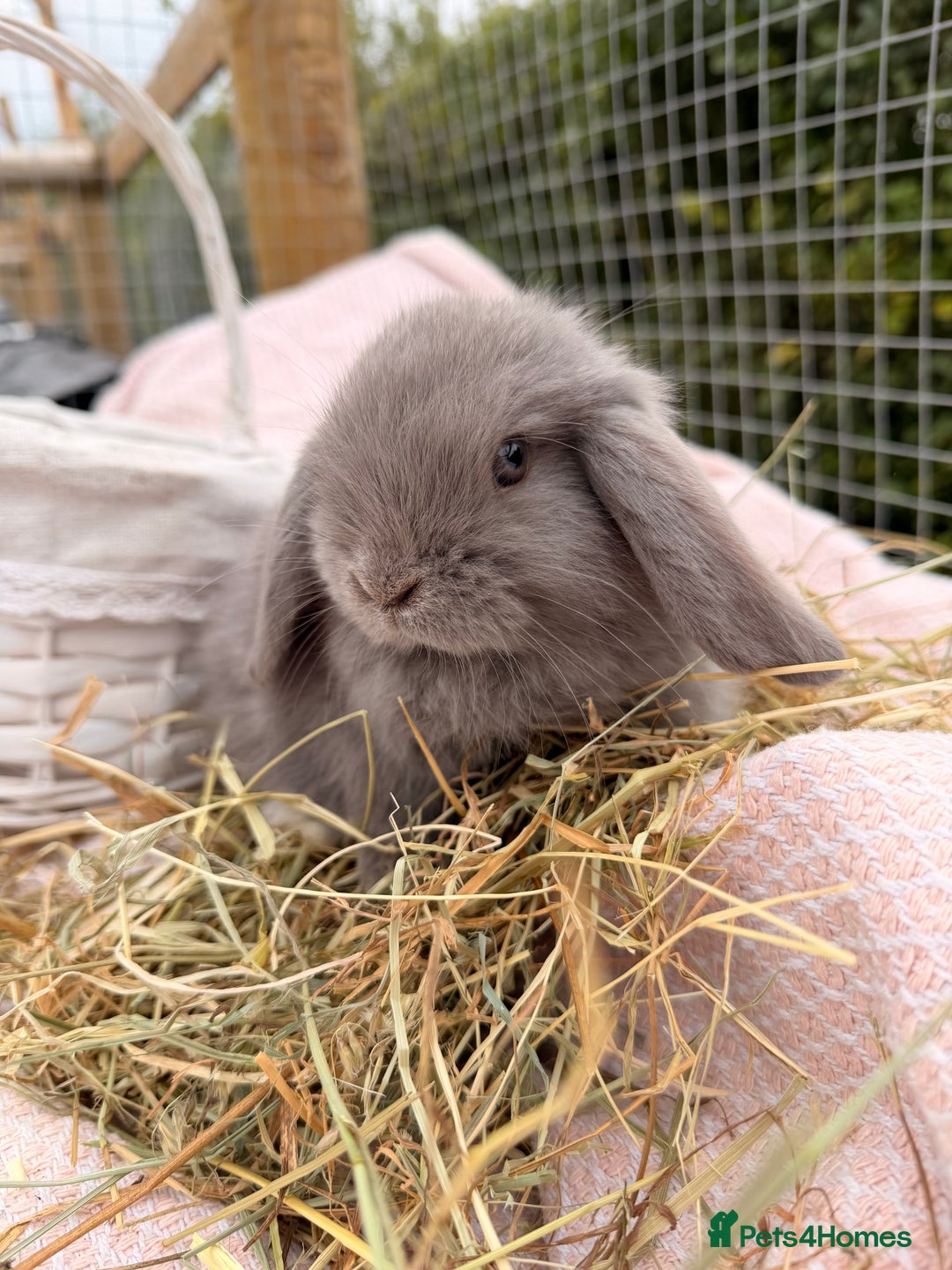 Mini Lop rabbits for sale: Pure mini lops, otters, grey, blue - Advert 5