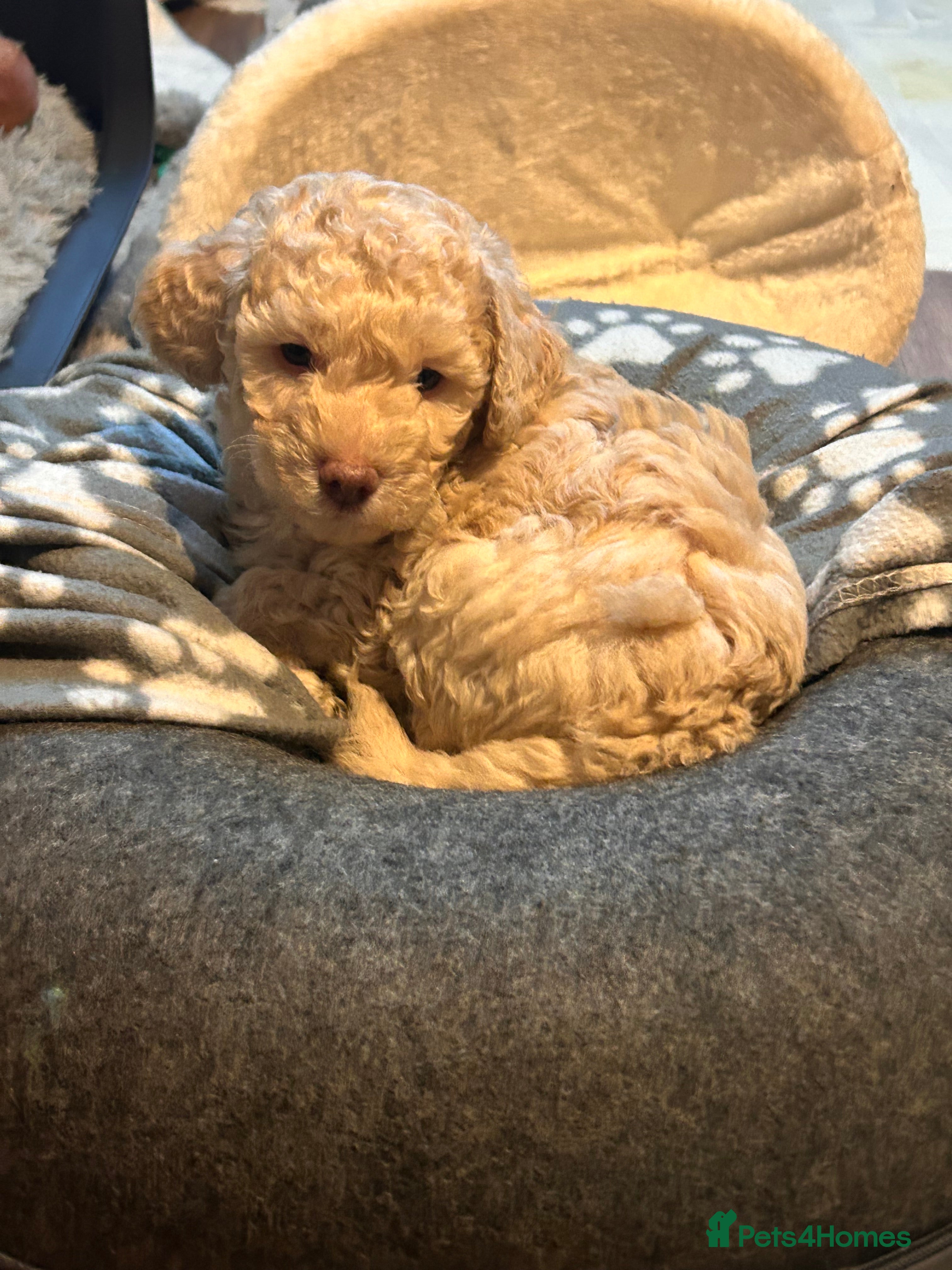 Miniature Poodle dogs Stunning Poodle Babies - Advert 2