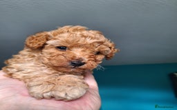 Toy Poodle dogs for sale: Tiny toy poodle female apricot - Image 12