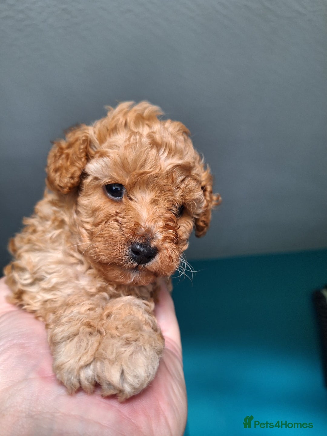 Toy Poodle dogs for sale: Tiny toy poodle female apricot - Image 12