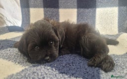 Mixed Breed cats for sale: Chihuahua x Terrier - Image 3