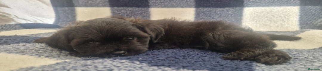Mixed Breed puppy