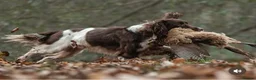 English Springer Spaniel dogs for sale: KC Reg Liver and White English Springer Spaniels - Advert 25
