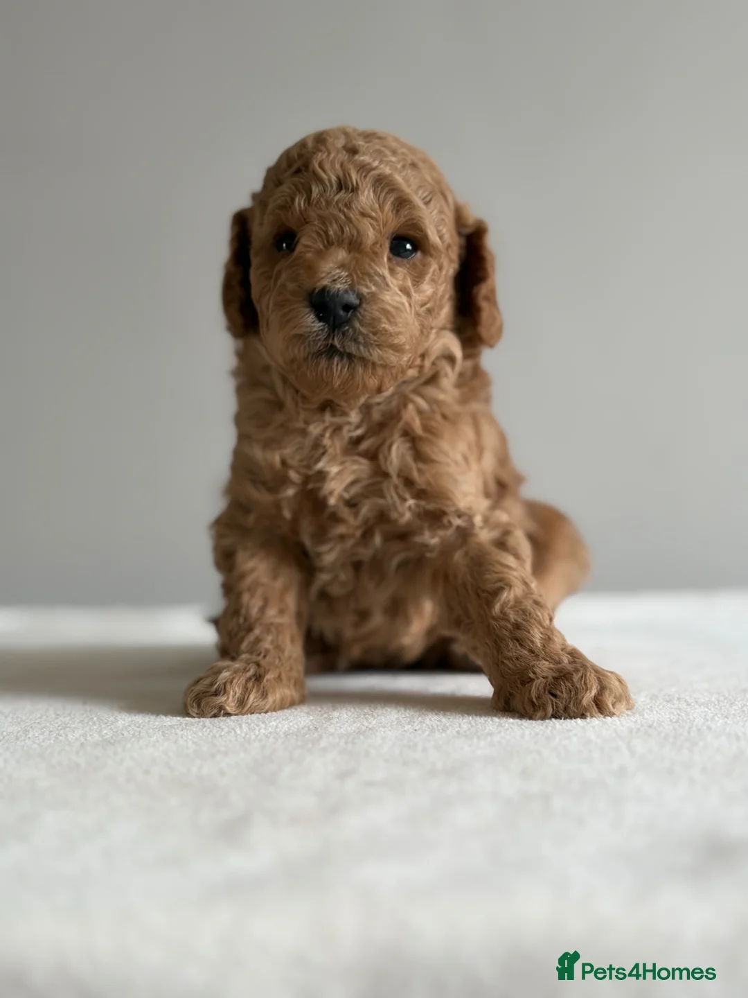 Cockapoo dogs for sale: Exquisite toy cockapoo  - Advert 2