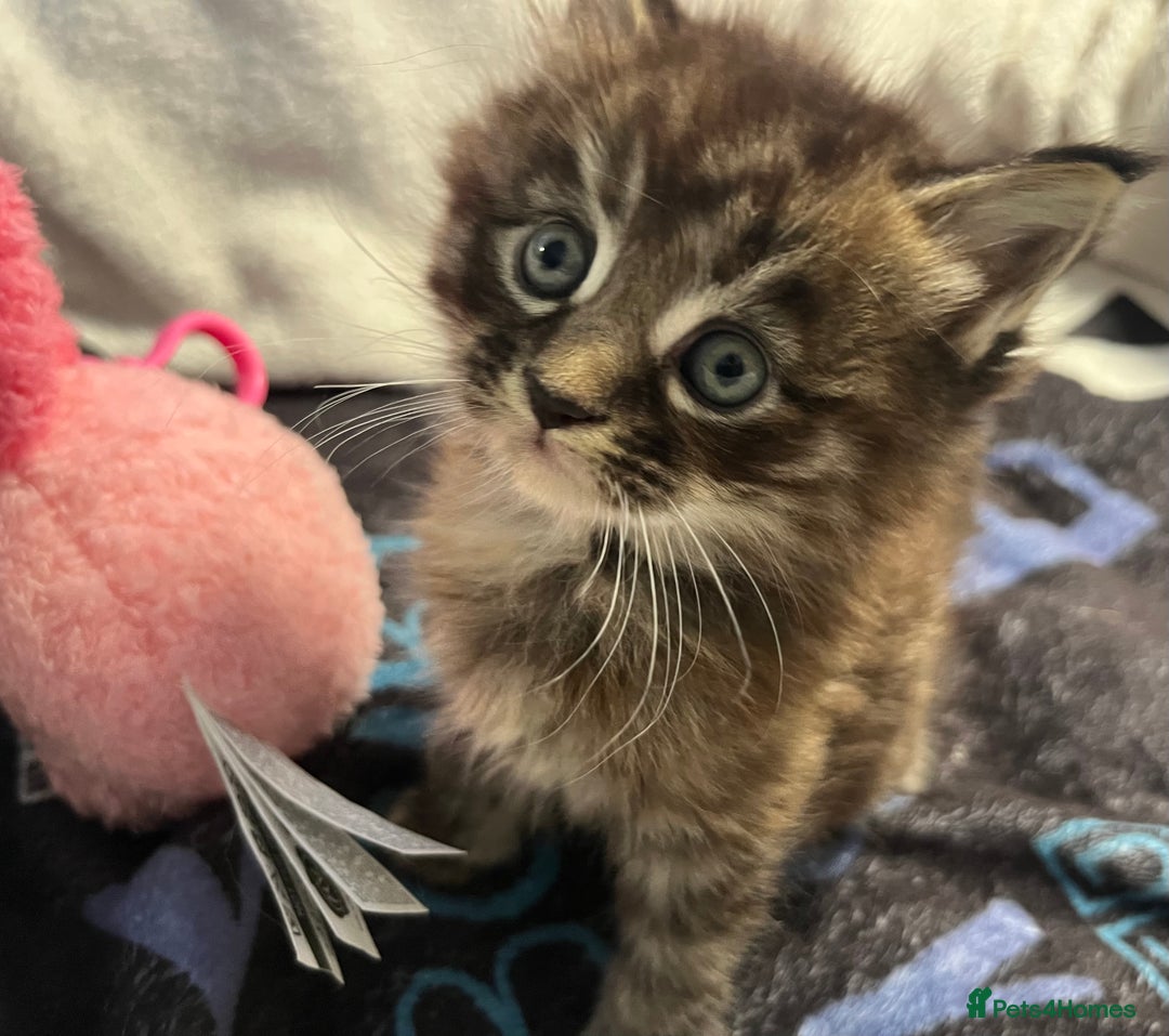 Maine Coon cats for sale: Stunning Half Maine coon kittens  - Image 31