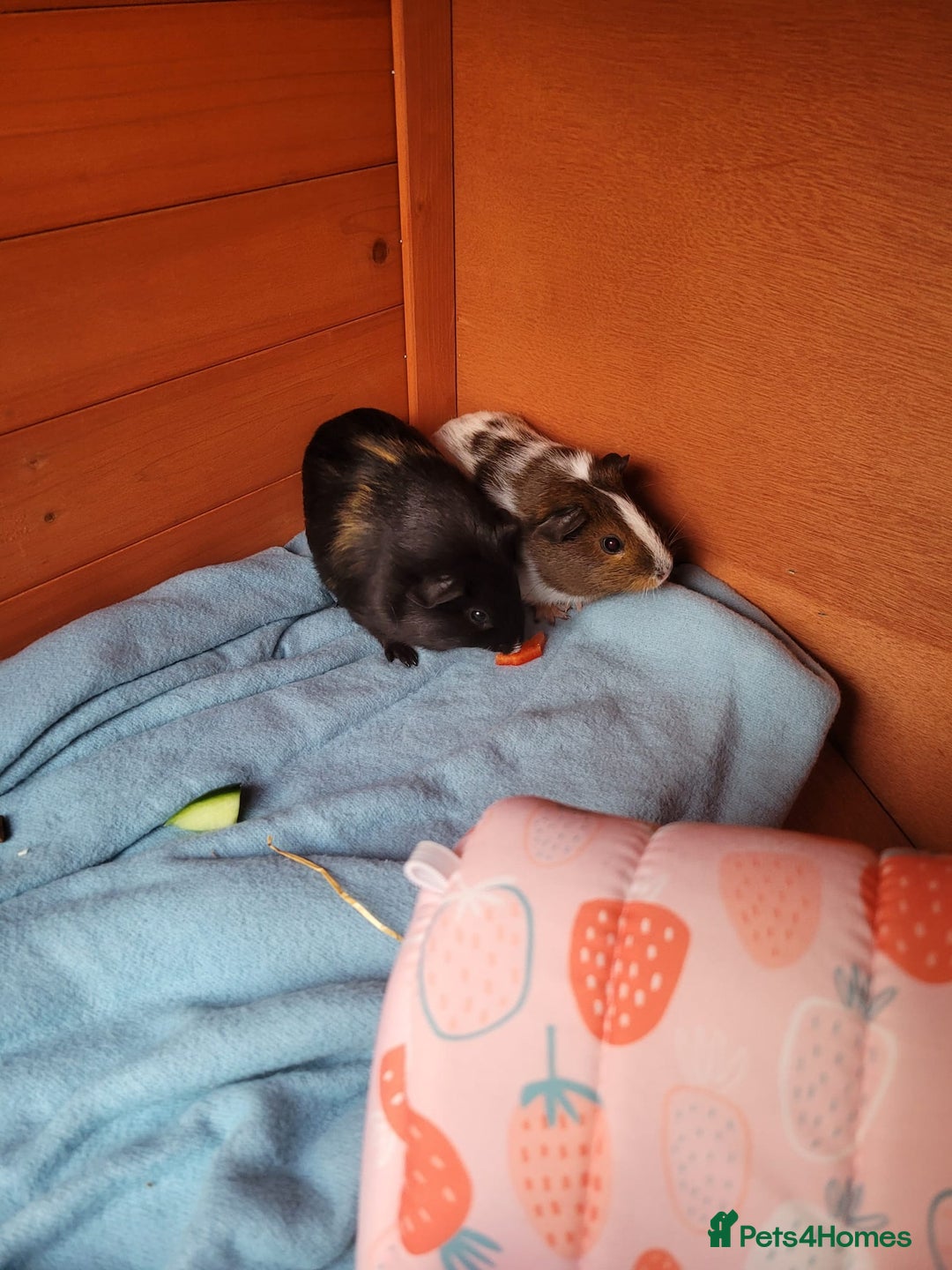 Guinea Pig rodents for sale: 2 female guinea pigs  *pending collection*  - Image 1