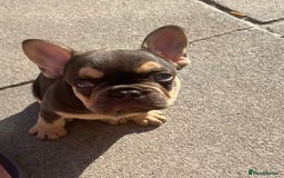 French Bulldog dogs for sale: French bulldog puppy  - Image 5