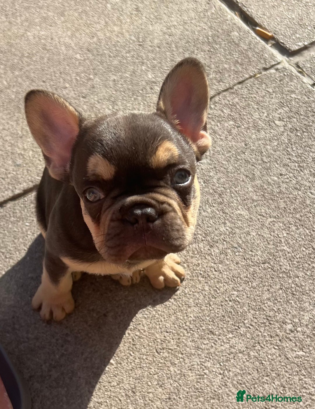 French Bulldog dogs for sale: French bulldog puppy  - Image 5