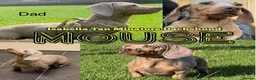 Miniature Dachshund dogs for sale: Beautiful miniature dachshund puppy’s  - Advert 11