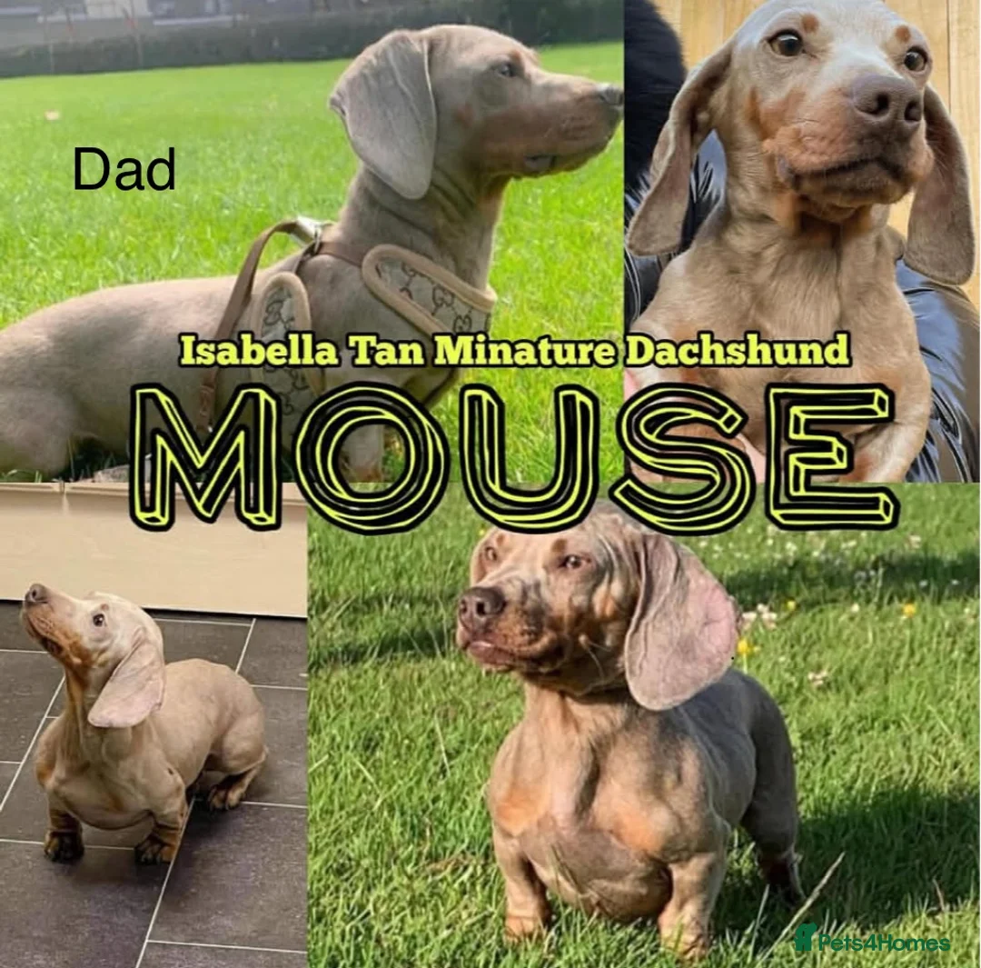 Miniature Dachshund dogs for sale: Beautiful miniature dachshund puppy’s  - Advert 11