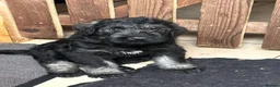 Giant Schnauzer dogs for sale: Very Rare pepper & salt giant schnauzer puppies in Derby - Advert 1