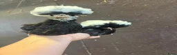 Chickens poultry for sale: Polish Bantam - Advert 2
