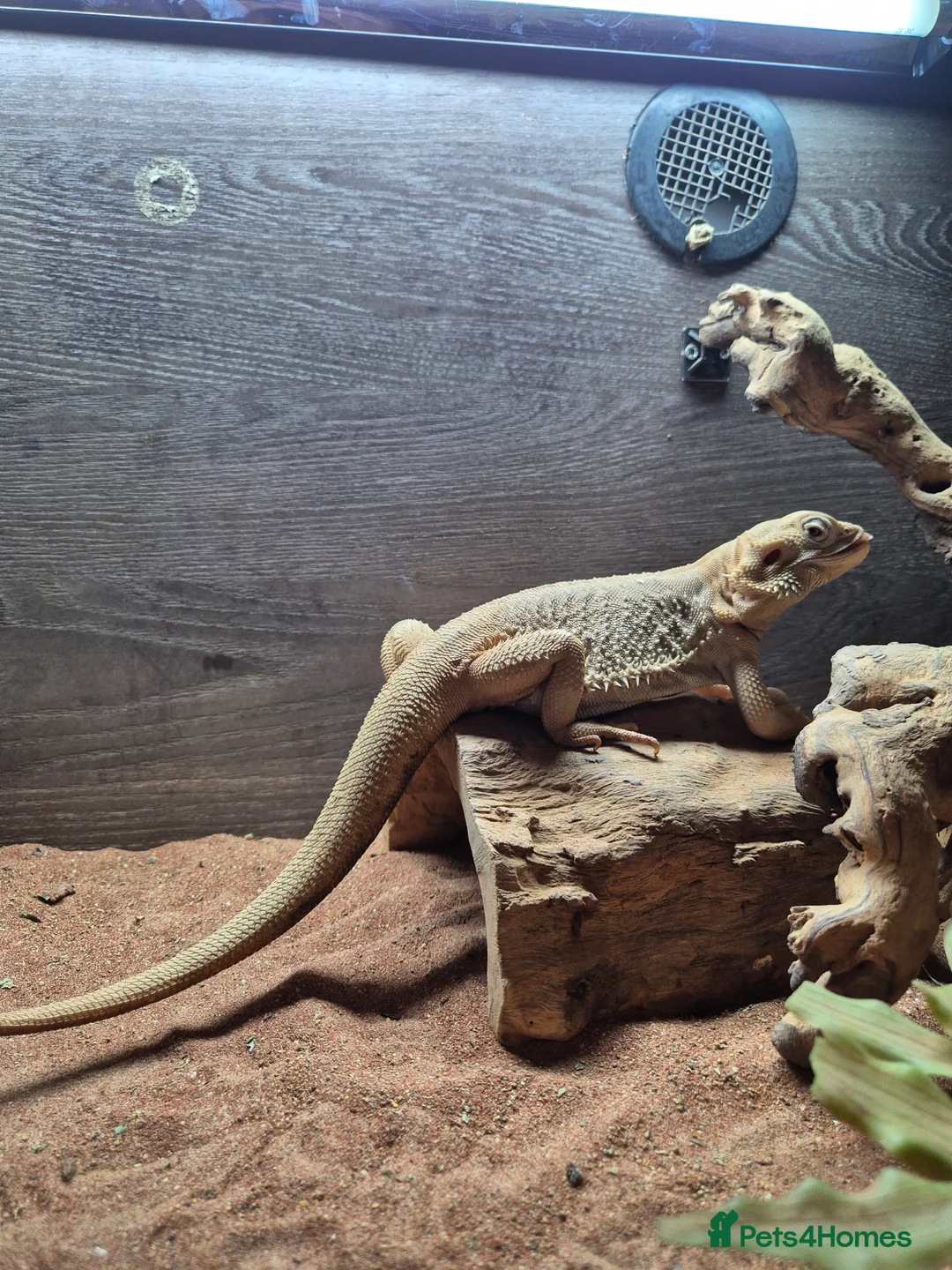 Bearded Dragon reptiles for sale: Male Zero bearded dragon - Advert 1