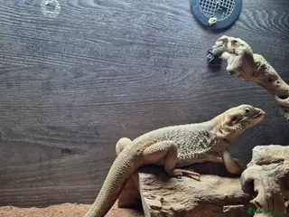Bearded Dragon reptiles Male Zero bearded dragon - Advert 6