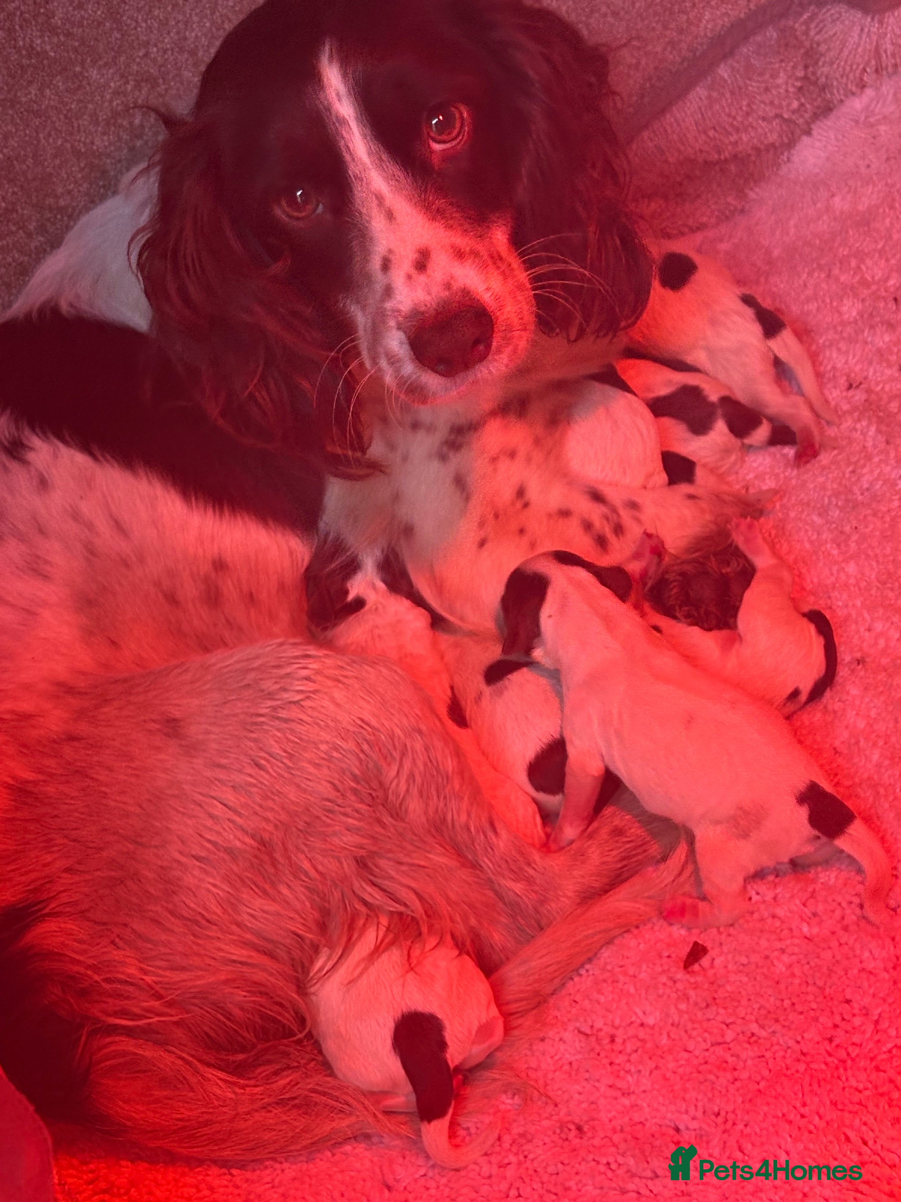 Sprocker dogs Spaniel puppies for sale - Advert 1