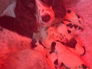 Sprocker dogs Spaniel puppies for sale - Advert 1