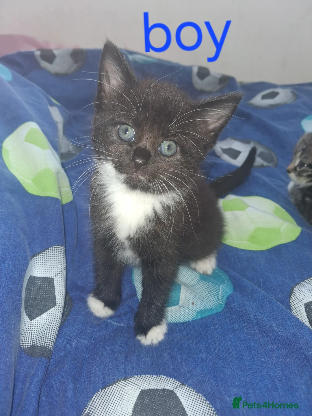 Mixed Breed cats for sale: Kittens  in London - Advert 4