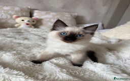 Ragdoll cats for sale: GCCF registered Ragdoll kittens - Image 1