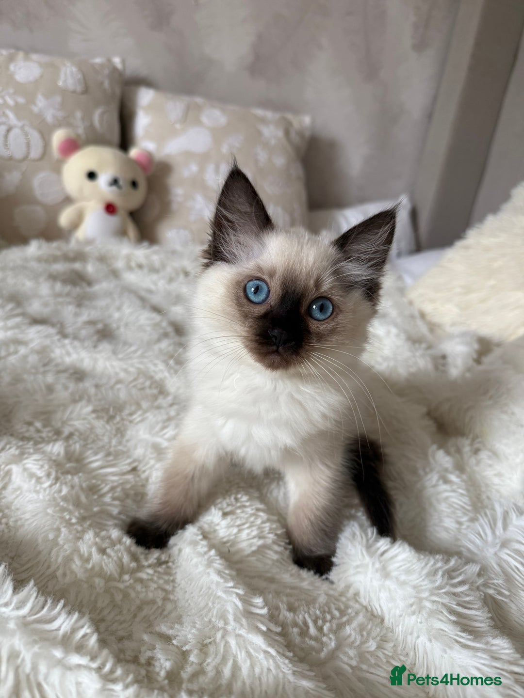 Ragdoll cats for sale: GCCF registered Ragdoll kittens - Image 1