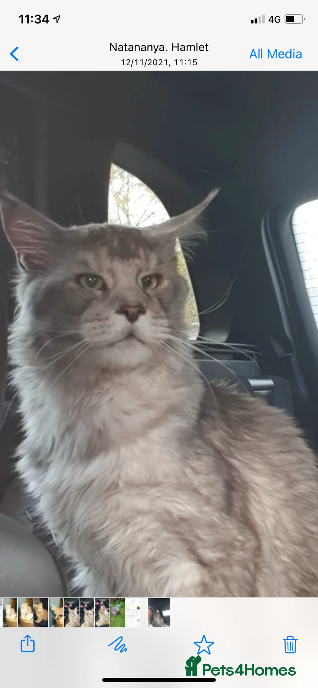 Maine Coon cats for sale: Tica registered male kittens  - Advert 12