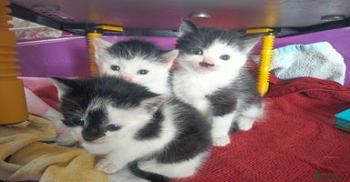 British Longhair cats - Advert 4