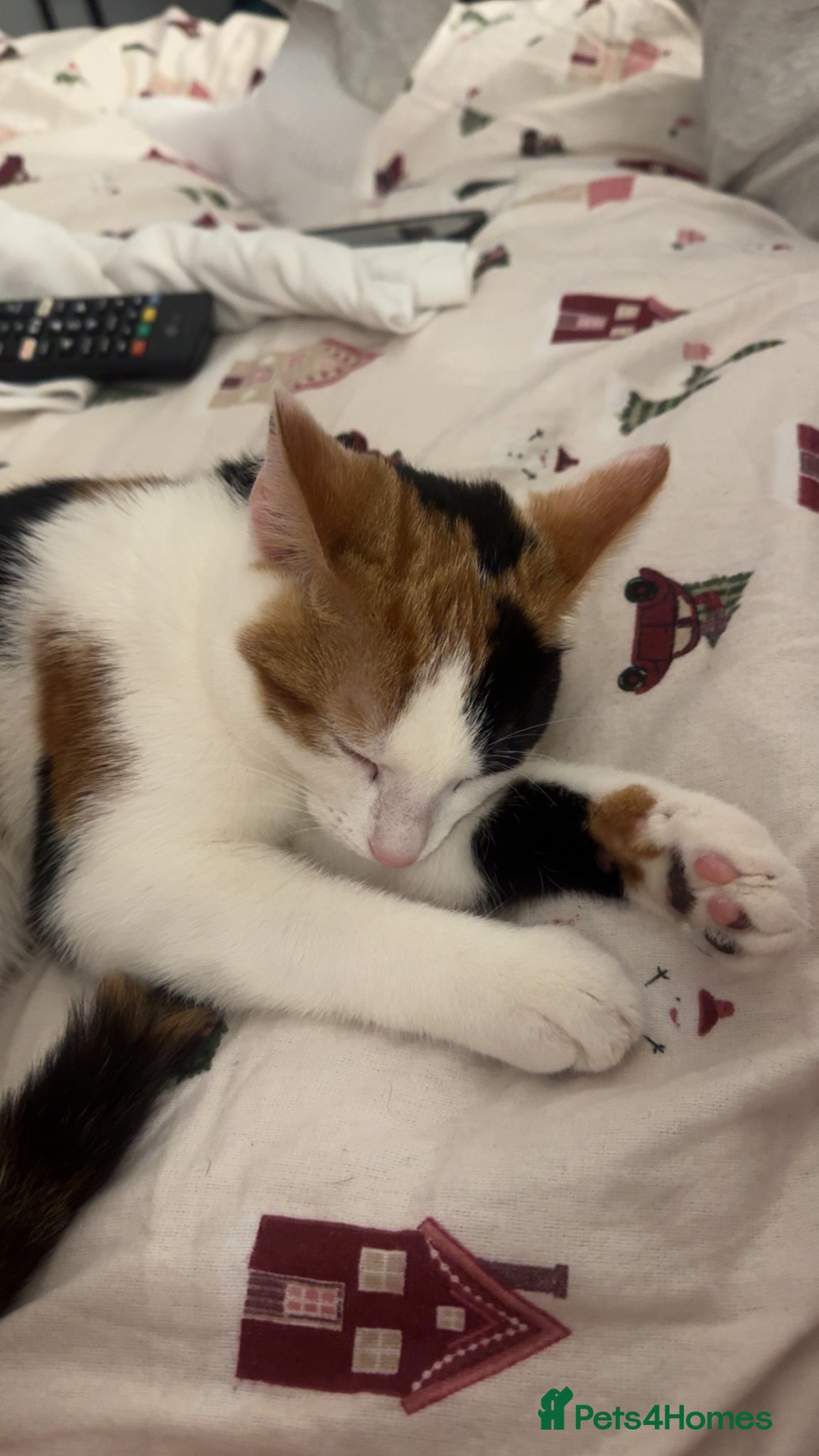 Domestic Shorthair cats Beautiful 7 month Calico  - Advert 2