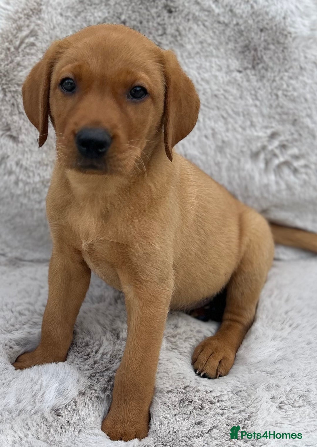 Labrador Retriever dogs for sale: 5* Licensed Stunning KC Labrador Retriever Pups  in Ibstock - Image 3