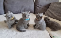 British Shorthair cats for sale: Gorgeous BSH kittens  - Image 16
