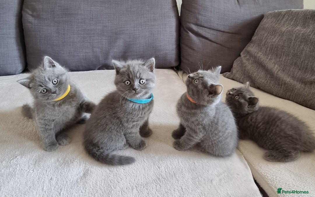 British Shorthair cats for sale: Gorgeous BSH kittens  - Image 16