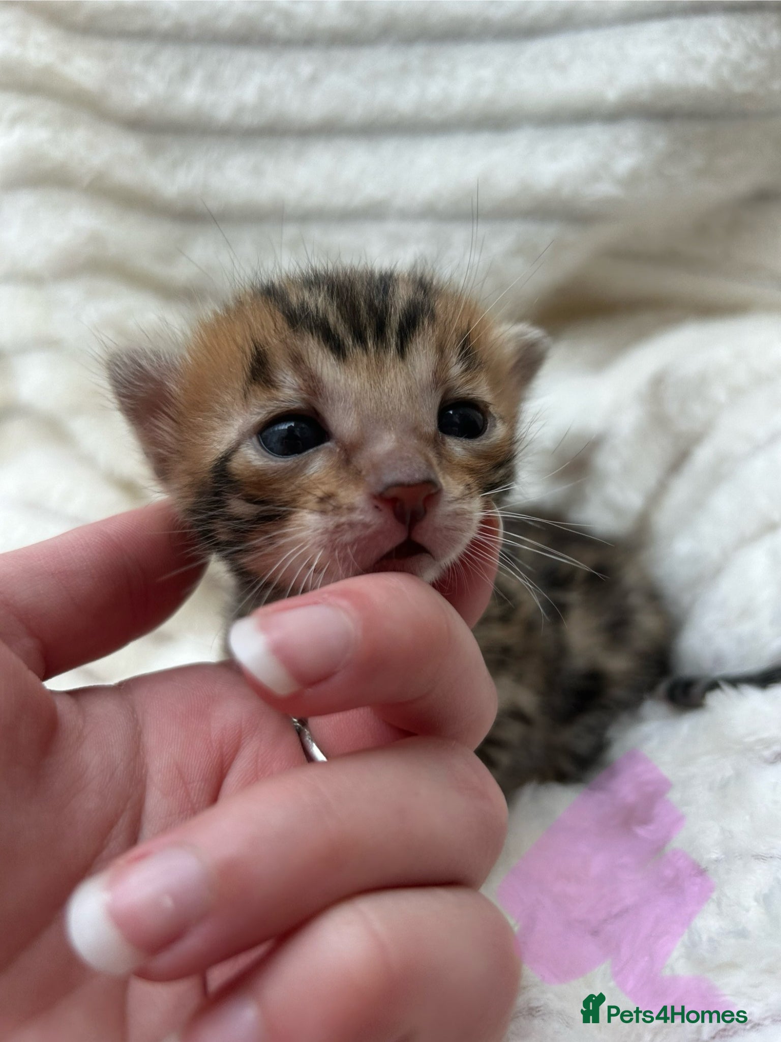 Bengal cats ❤️ Gorgeous Pure Bengal Kitten Ready to Go ❤️ - Advert 9