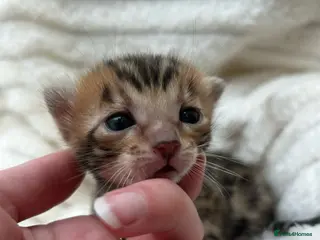 Bengal cats ❤️ Gorgeous Pure Bengal Kitten Ready to Go ❤️ - Advert 9