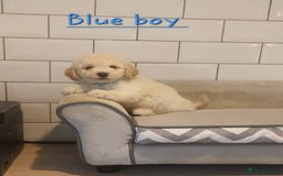 Poochon dogs for sale: Poochon puppies 🥰 - Image 13