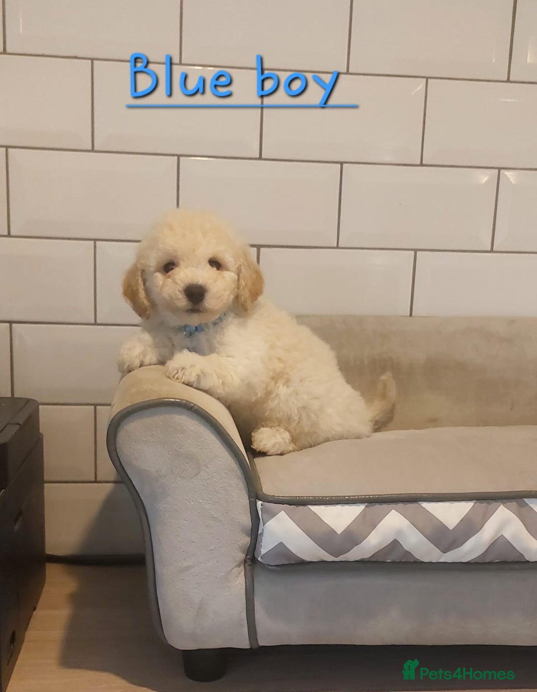 Poochon dogs for sale: Poochon puppies 🥰 - Image 13
